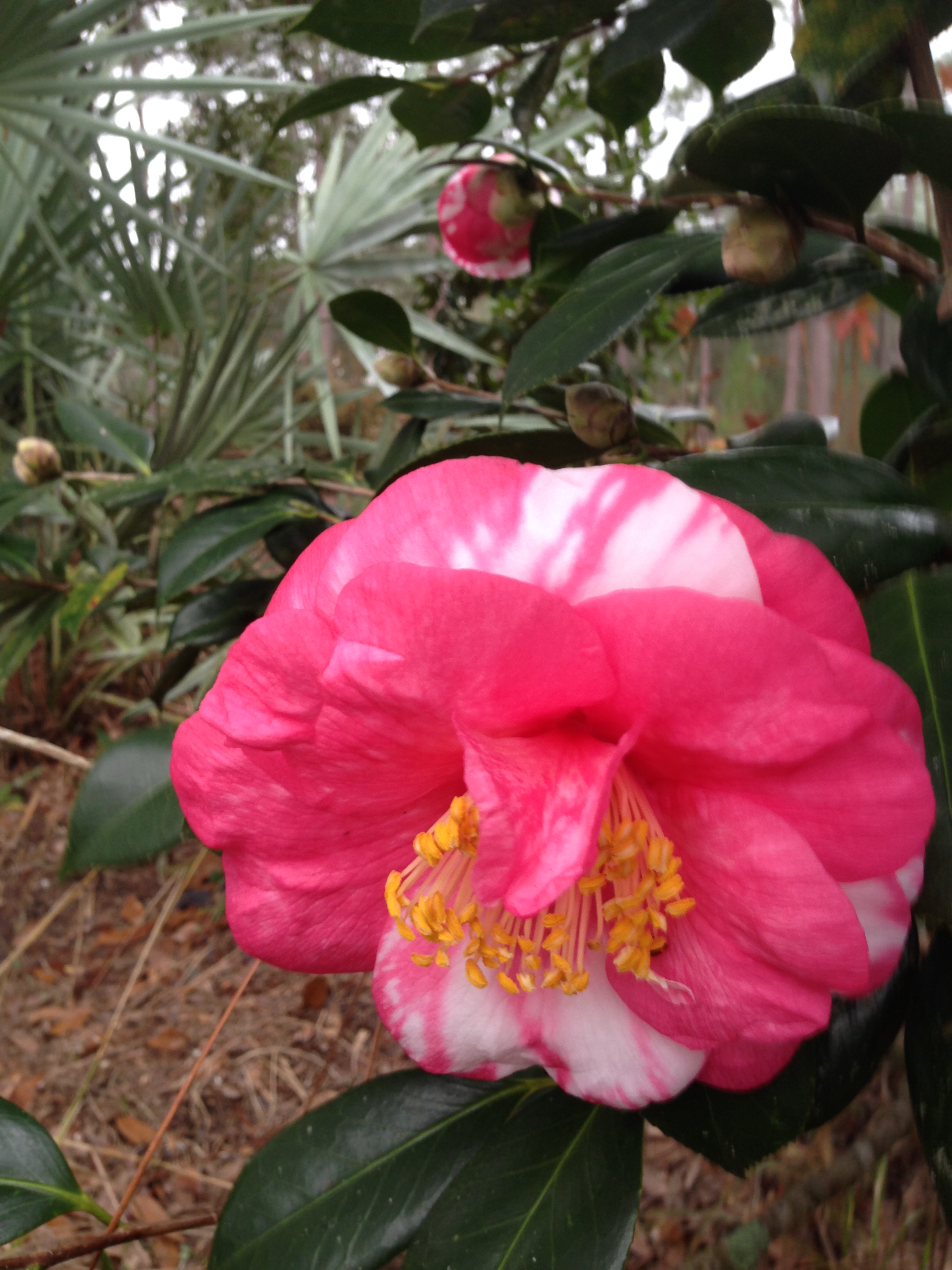 camellia japonica #5